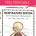 Printable human body worksheet for kids to label the respiratory system with matching arrows and labeled boxes.