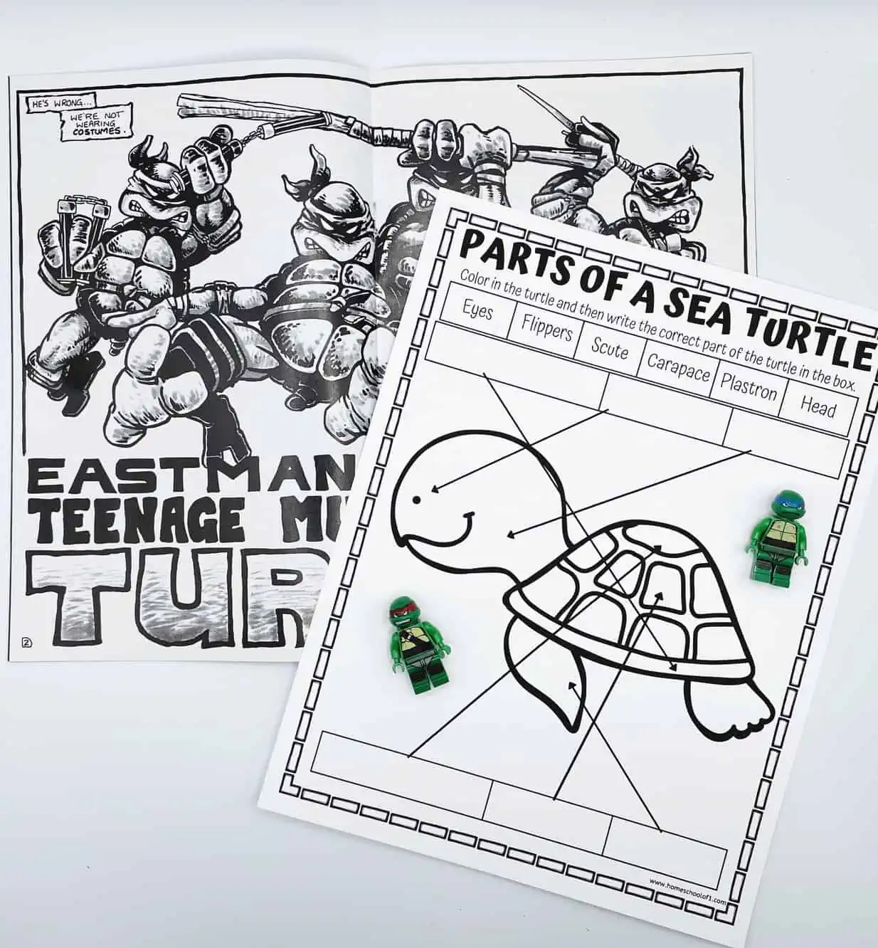 sea turtle body parts