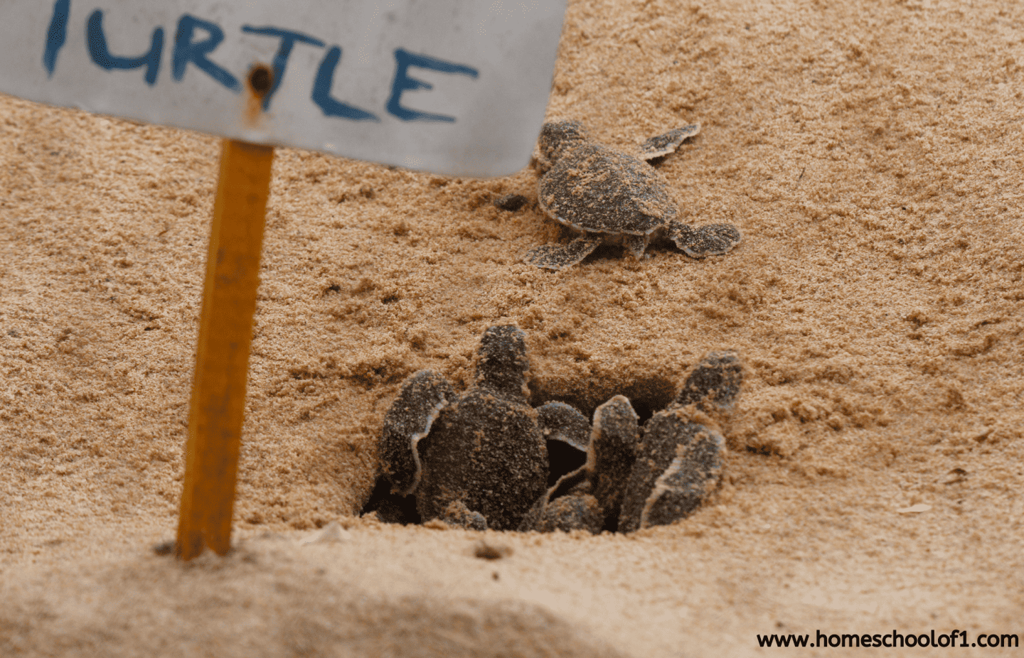Baby sea turtles emerging from a sandy nest near a sign that partially reads "TURTLE," beginning their journey to the ocean.