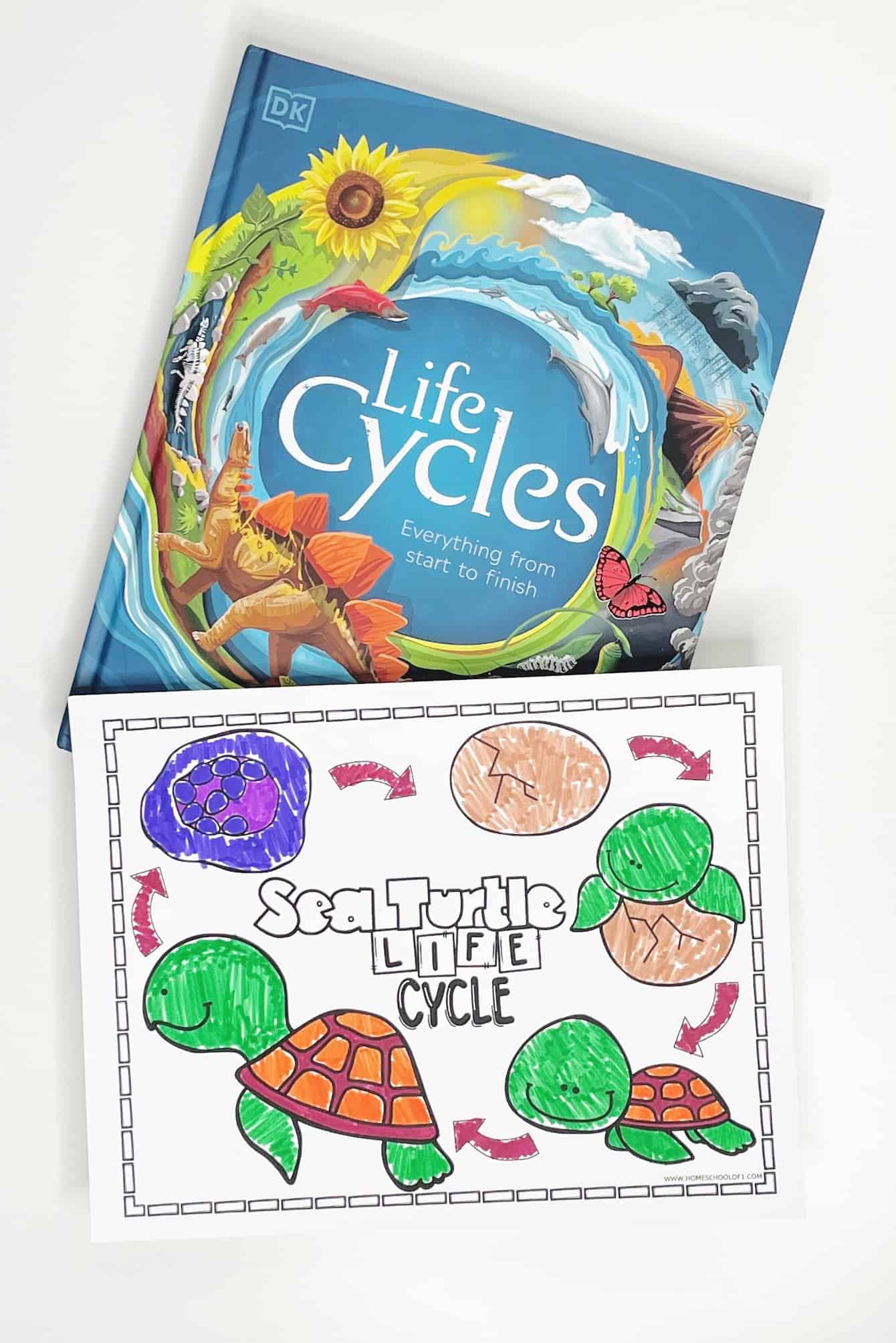 Life Cycles Book under the sea turtle life cycle worksheet that has been colored in.