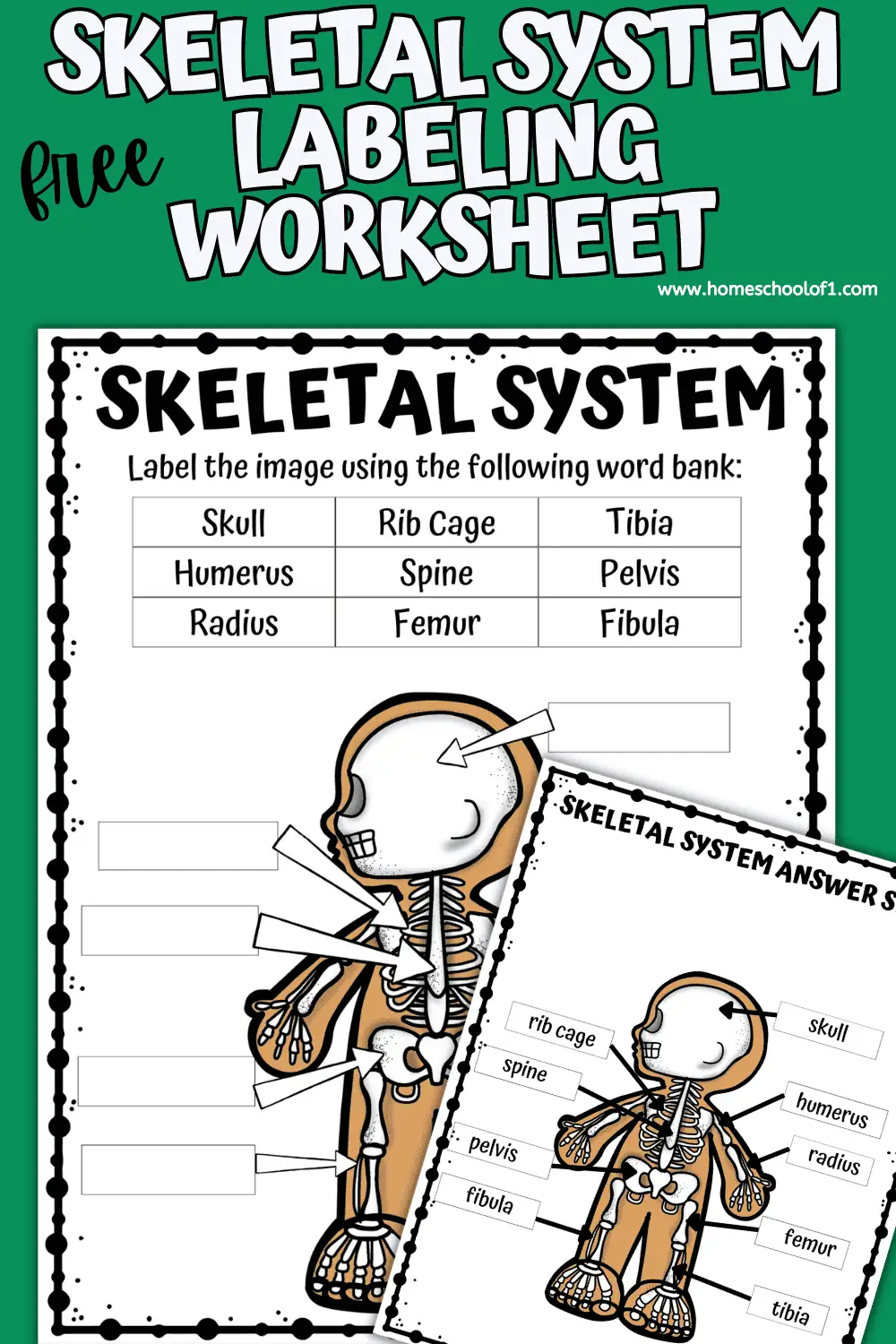Free Skeletal System Labeling Worksheet Homeschool Of 1 free-skeletal-system-labeling-worksheet-homeschool-of-1