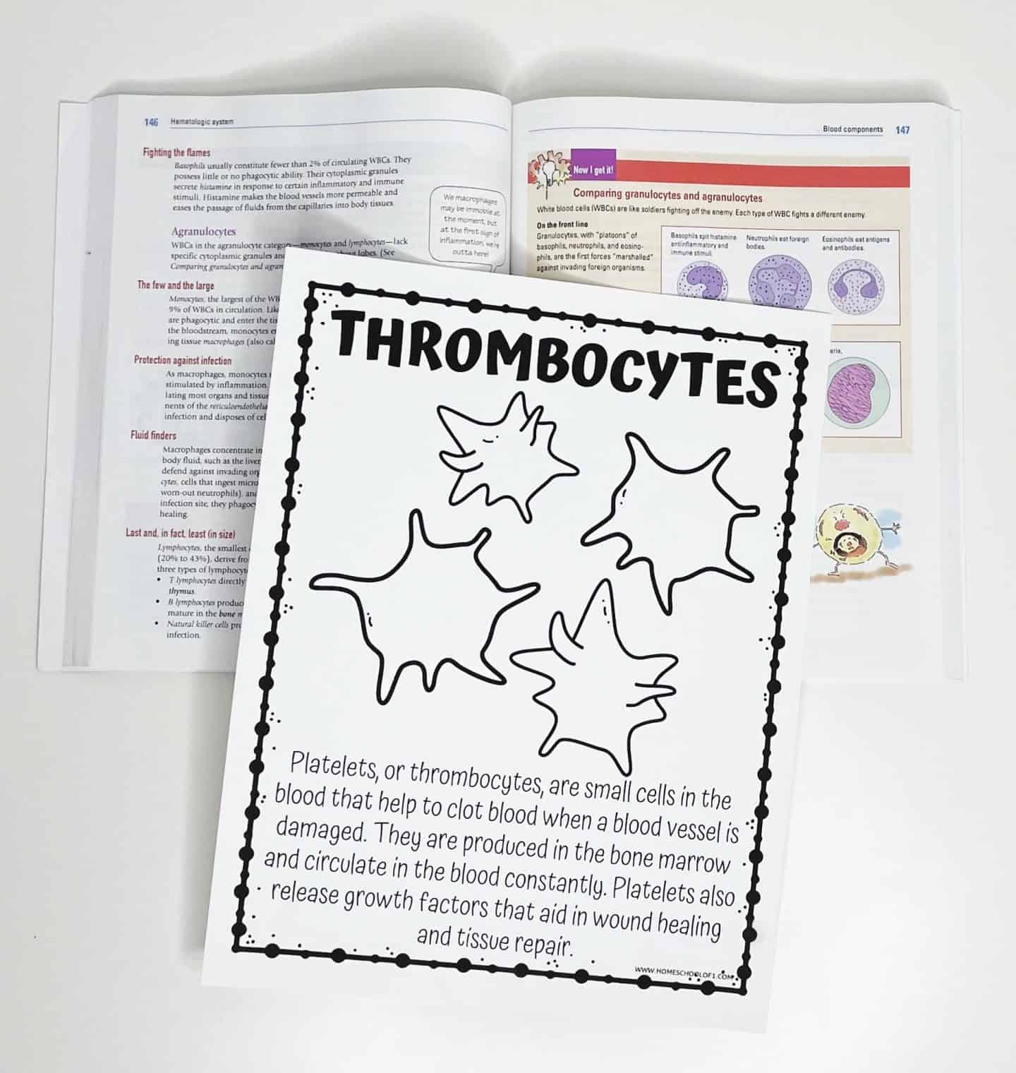 thrommbocytes human cells