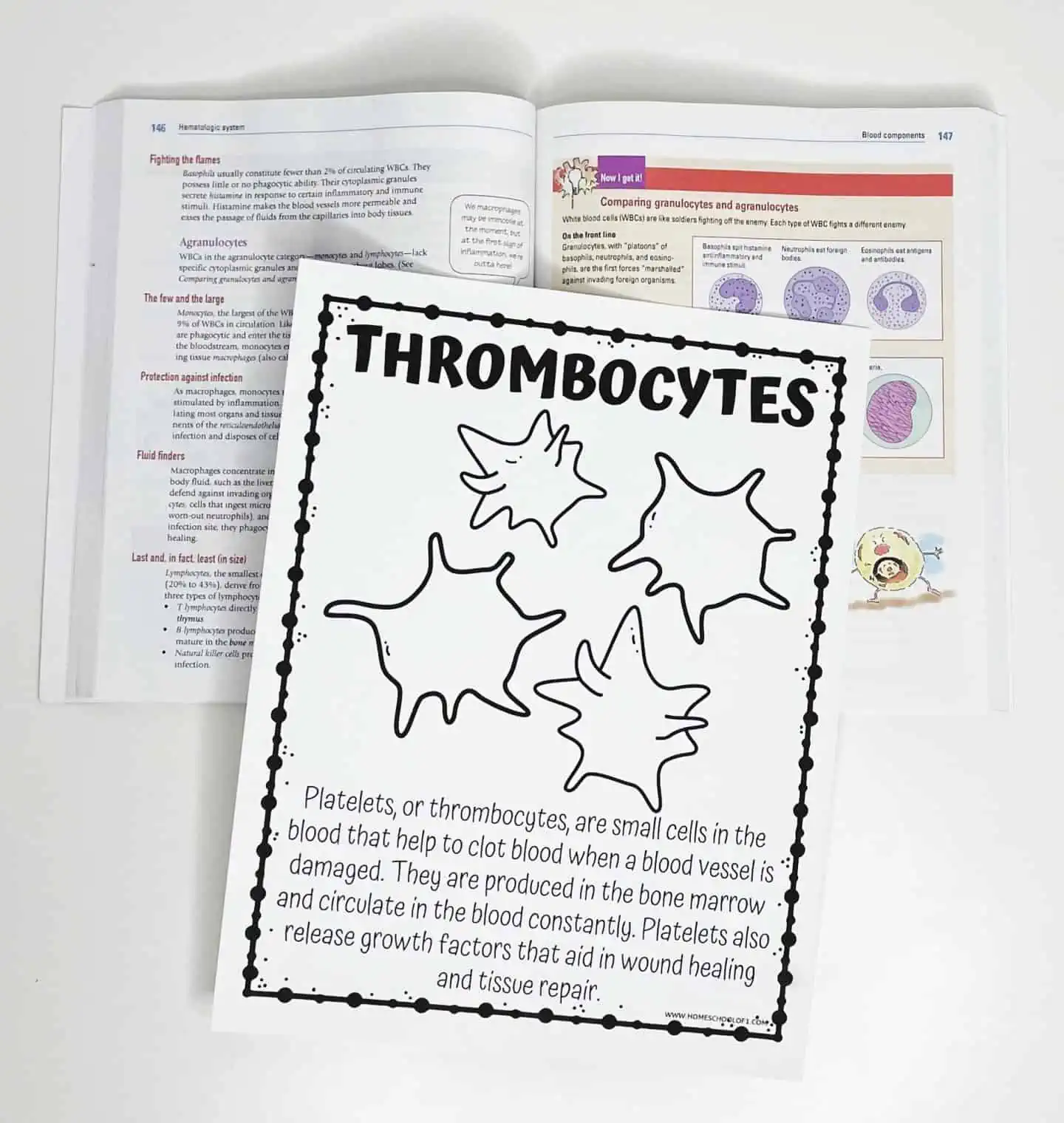 thrommbocytes human cells
