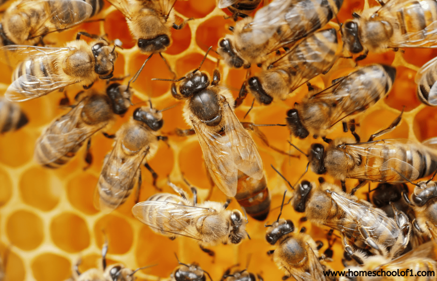 worker bees and queen bee