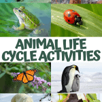 ANIMAL LIFE CYCLE ACTIVITIES