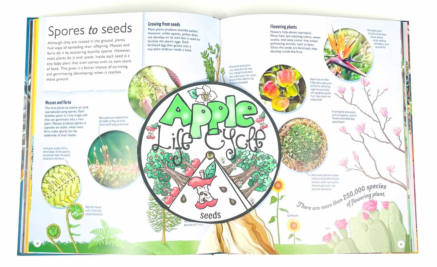 A completed “Apple Life Cycle” craft wheel sits on top of an open educational book spread titled “Spores to Seeds,” which explains how plants reproduce. The craft wheel is set to the "seeds" section and features colorful illustrations of an apple core with seeds, surrounded by apple trees, blossoms, and the bold title “Apple Life Cycle.” The background book includes vibrant photos and diagrams of plant life cycles, including flowering plants, mosses, and ferns.