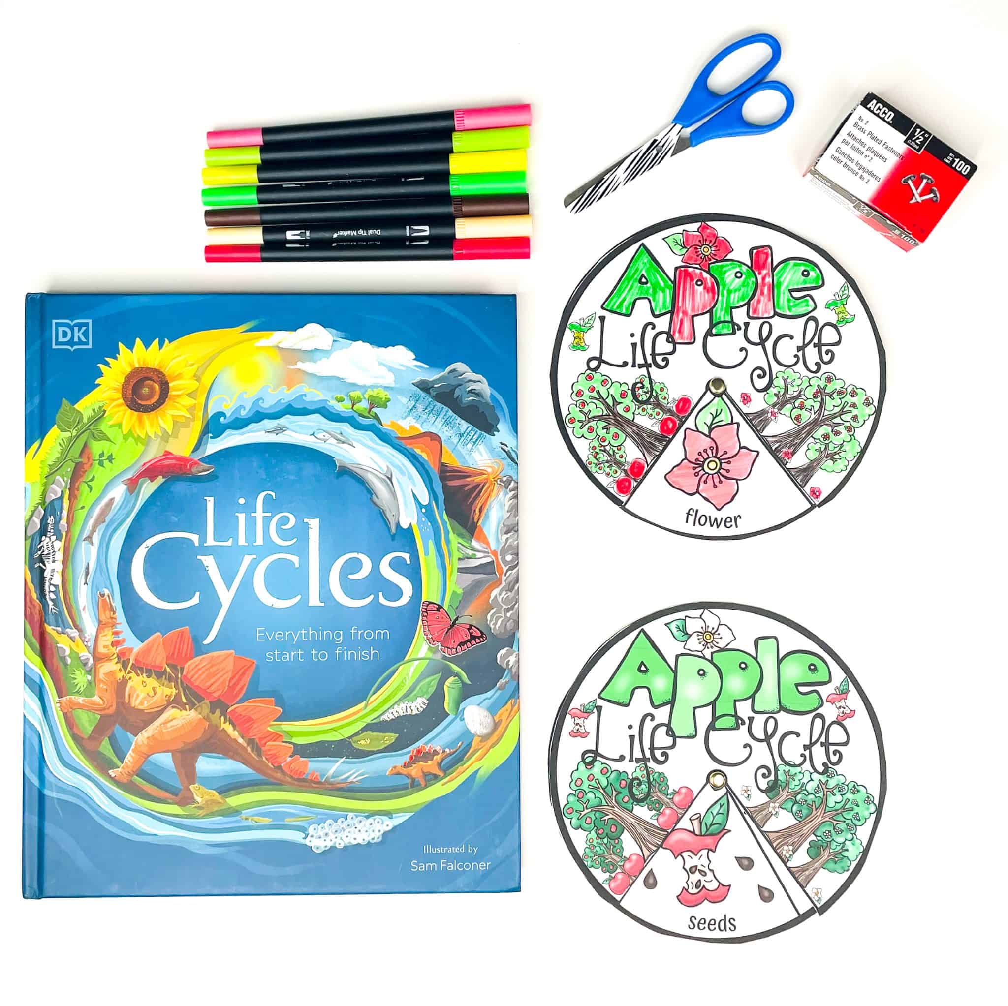 Plant Life Cycle Activities For Kids | Worksheets, Crafts and STEM