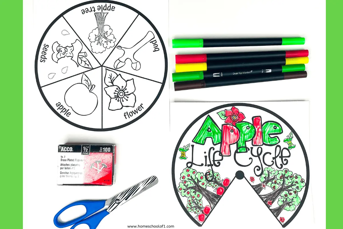 APPLE LIFE CYCLE SPINNER WHEEL