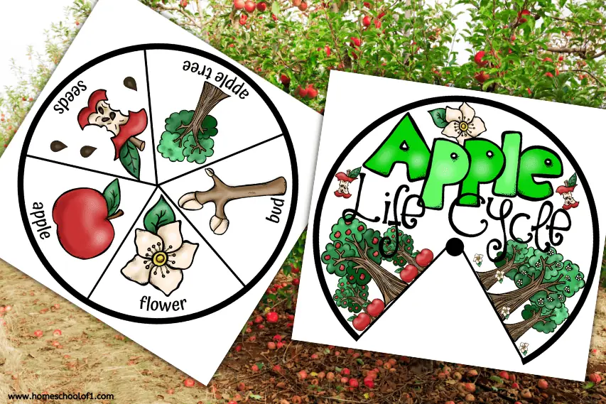 APPLE LIFE CYCLE WORKSHEET