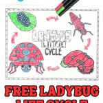 FREE LADYBUG LIFE CYCLE COLORING PAGE