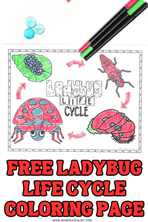 Free Ladybug Life Cycle Coloring Page