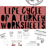 LIFE CYCLE OF A TURKEY WORKSHEETS