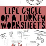 LIFE CYCLE OF A TURKEY WORKSHEETS