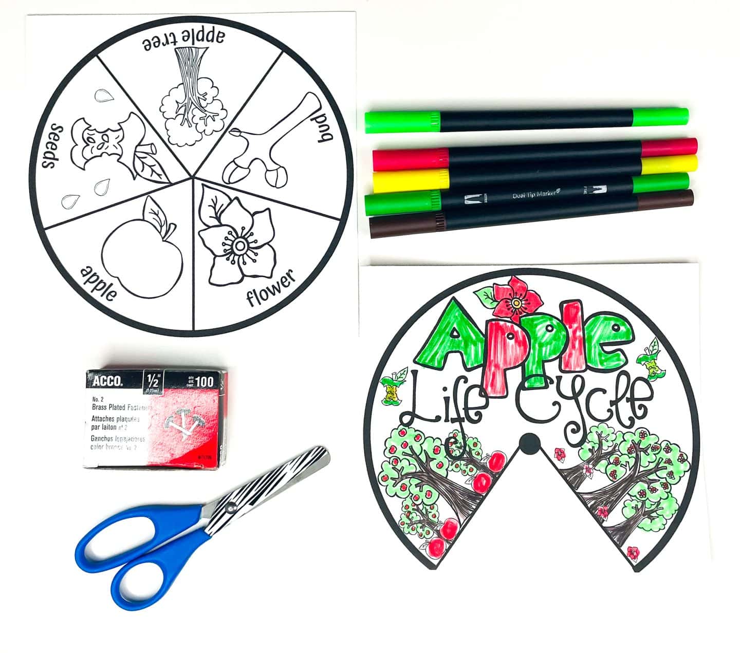 A DIY apple life cycle craft setup includes a black-and-white life cycle wheel showing six labeled stages—seeds, apple, flower, bud, apple tree, and back to seeds—alongside a colored version of the wheel’s top layer featuring decorated apple trees and the title "Apple Life Cycle" in red and green. Surrounding the project are coloring markers, a pair of scissors, and a box of brass fasteners, ready for assembly.