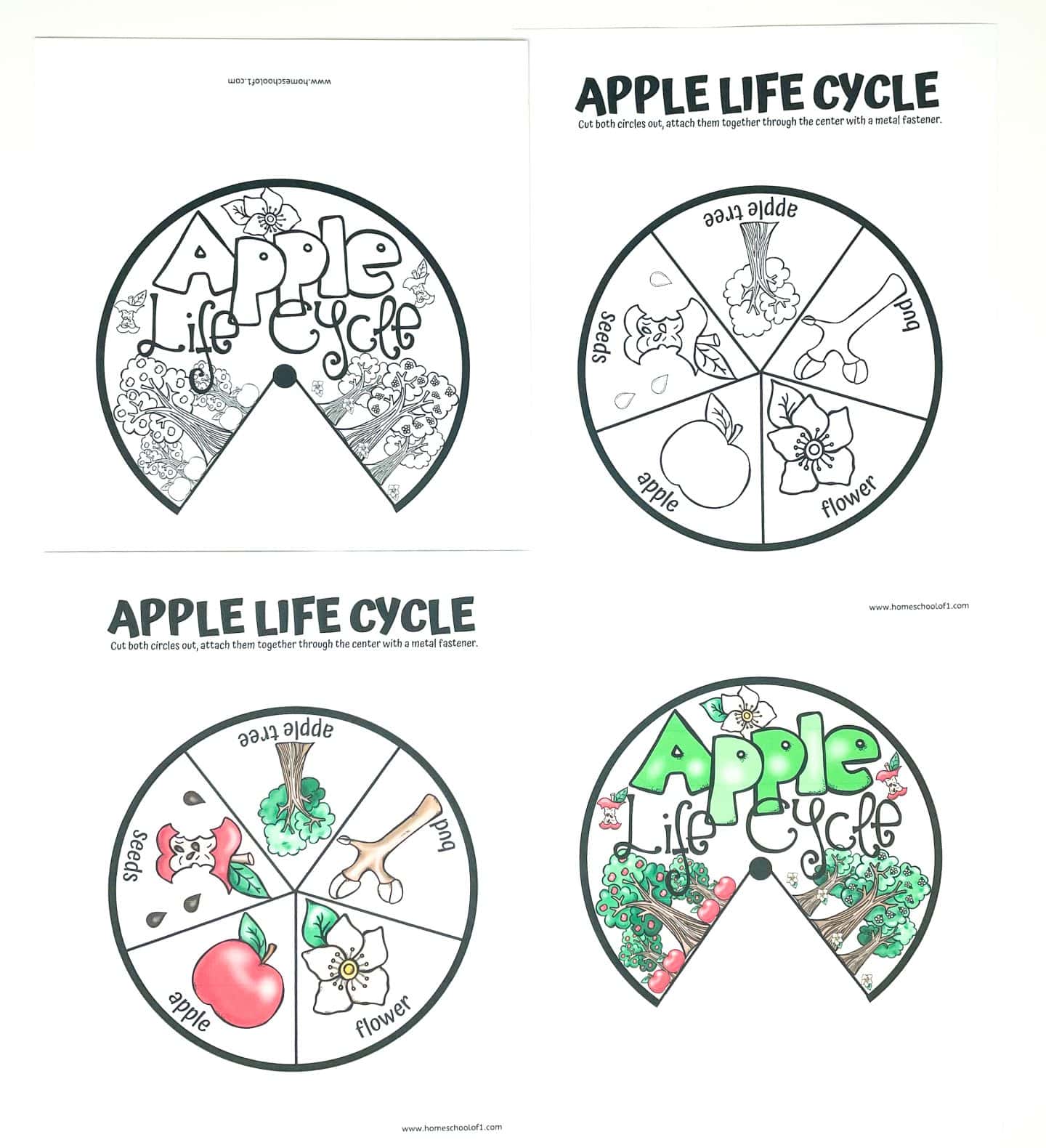 Four printable worksheets illustrate the apple life cycle using a circular wheel format, with two in black and white and two fully colored. Each wheel is divided into six labeled sections showing stages: seeds, apple, flower, bud, apple tree, and back to seeds. The colored versions use red apples, green leaves, and brown trees to depict the stages, while the top and bottom left wheels have the title “Apple Life Cycle” with nature-themed decorations.