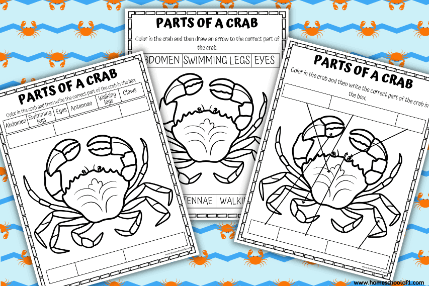 PARTS OF A CRAB WORKSHEETS