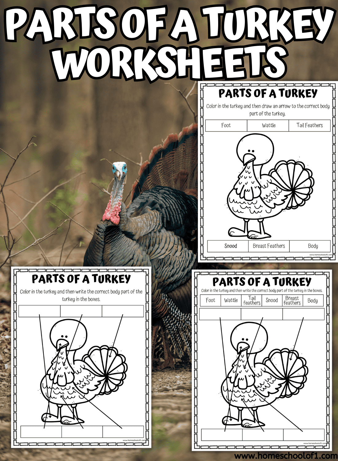 Free Parts Of A Turkey Worksheet
