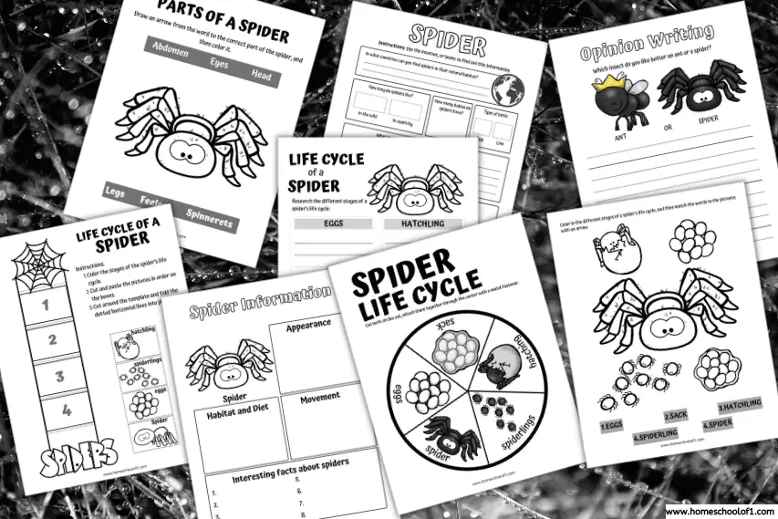 Free Spider Life Cycle Worksheet for Kids