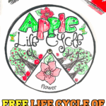 Apple life cycle spinner worksheet colored in with markers, shown with scissors and brass fasteners for preschool craft activity.