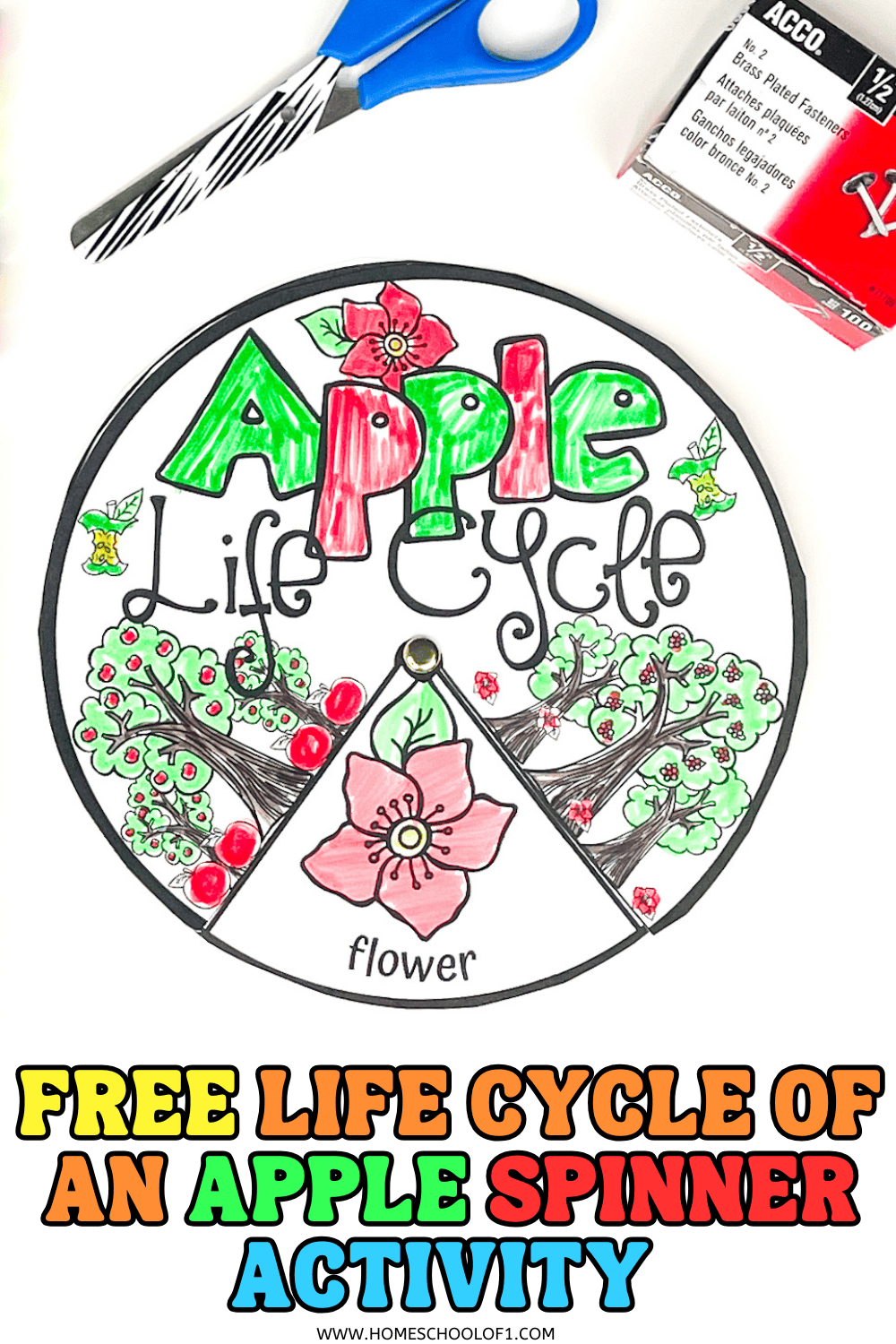 Apple life cycle spinner worksheet colored in with markers, shown with scissors and brass fasteners for preschool craft activity.