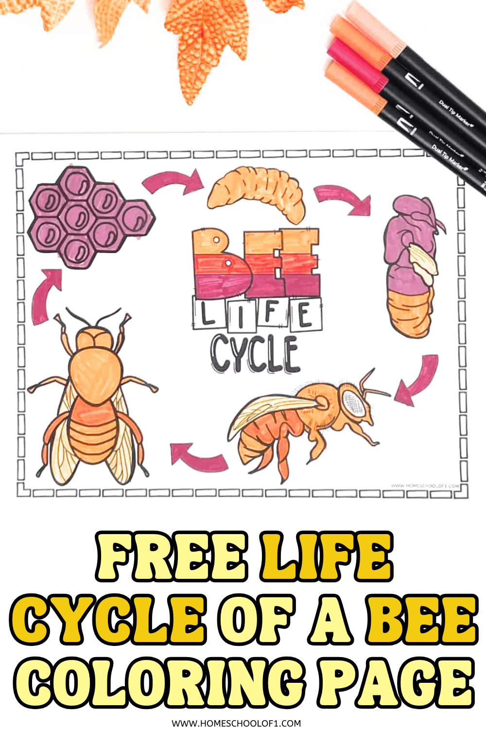 Colored worksheet showing the bee life cycle stages with arrows: egg, larva, pupa, and adult bee, titled “Bee Life Cycle.”