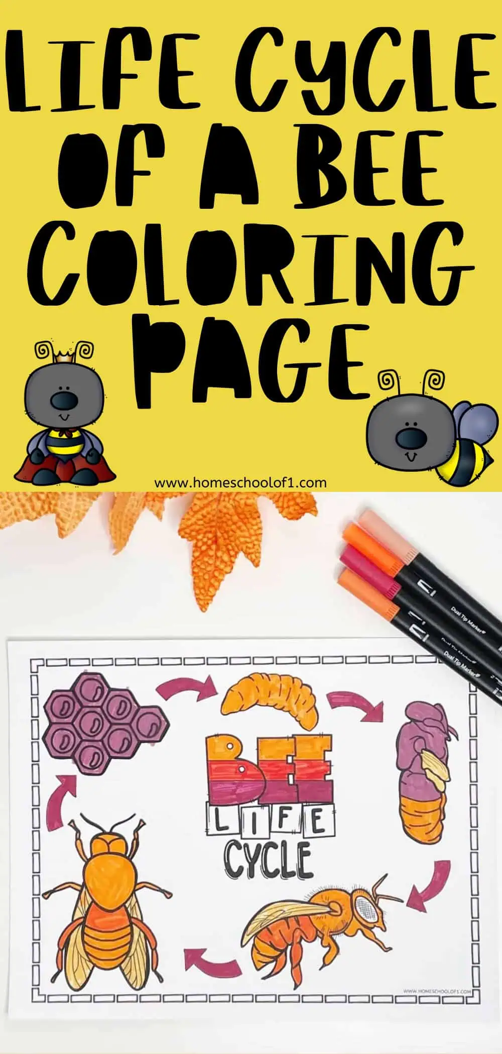 Free Bee Life Cycle Coloring Page