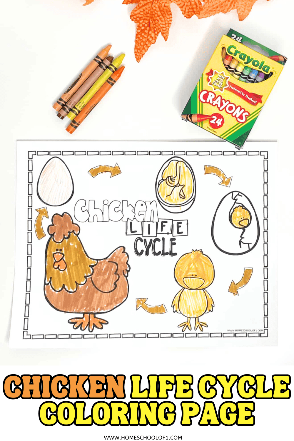 A chicken life cycle coloring page is partially colored with crayons and shows five illustrated stages: an egg, a developing chick in the egg, a chick hatching, a fluffy chick, and an adult hen. Brown, yellow, and orange crayons are used, and a Crayola 24-count crayon box and some loose crayons are visible nearby. The words "Chicken Life Cycle" are boldly printed in the center of the worksheet.
