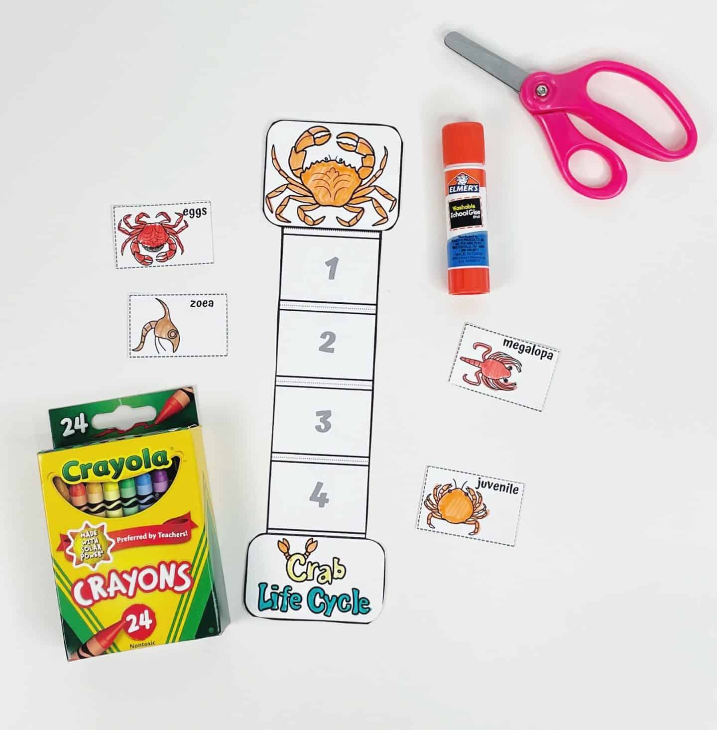 Crab life cycle sequencing activity for kids, featuring a numbered template to glue life stages—eggs, zoea, megalopa, juvenile—using included cutouts, with crayons, scissors, and glue stick for crafting.