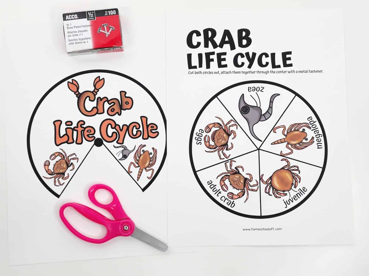 Crab life cycle wheel printable showing five illustrated stages—eggs, zoea, megalopa, juvenile, and adult crab—with scissors and metal fasteners for assembling the spinning educational craft.