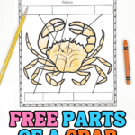 free parts of a crab worksheet