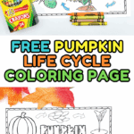 Free pumpkin life cycle coloring page shown in both color and black and white, surrounded by crayons and fall decor.