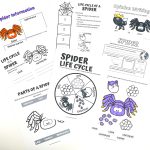free spider life cycle worksheets