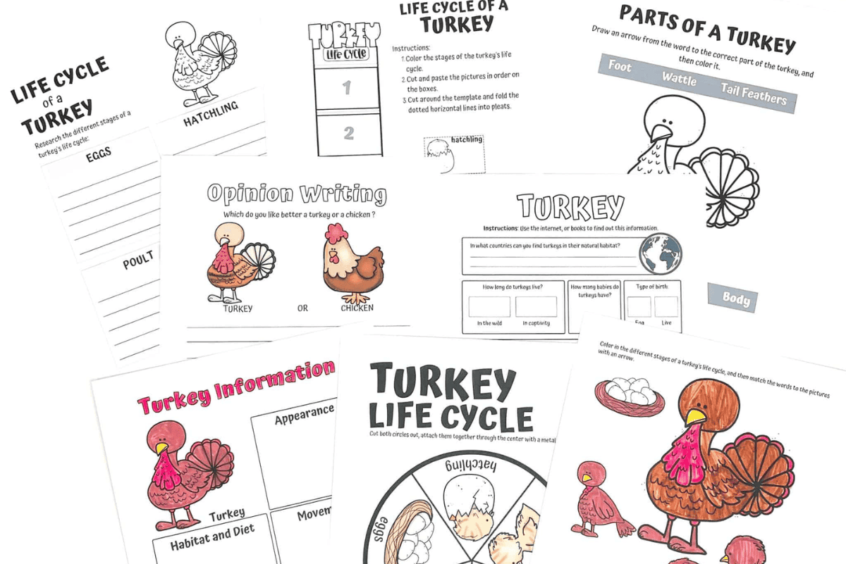 Free turkey life cycle worksheet set for kids including spinner craft, sequencing cards, parts of a turkey labeling page, research prompts, and opinion writing activity.
