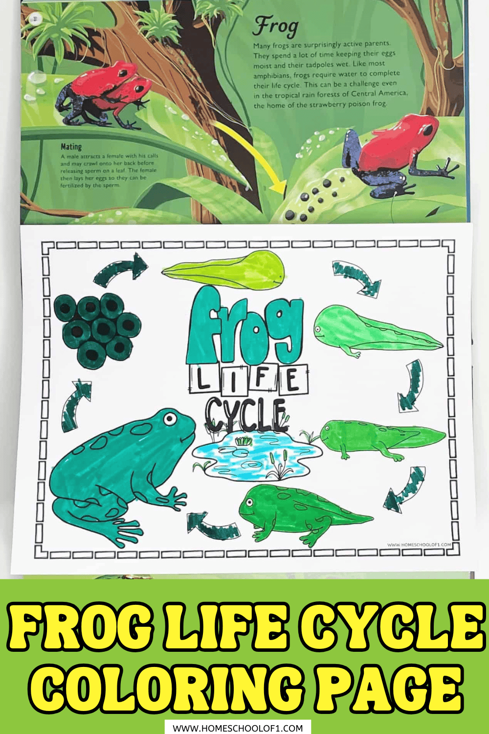 Colored frog life cycle worksheet showing stages from eggs to adult frog, with arrows and the title “Frog Life Cycle” in bold letters.