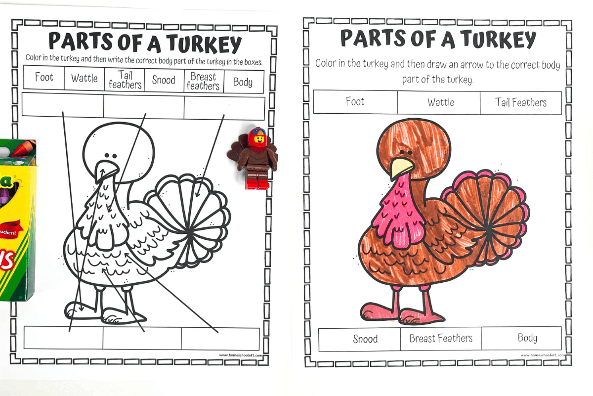 Parts of a turkey worksheet for kids showing both black-and-white and colored versions, with labeling boxes for snood, wattle, tail feathers, breast feathers, foot, and body, used as a coloring and learning activity.