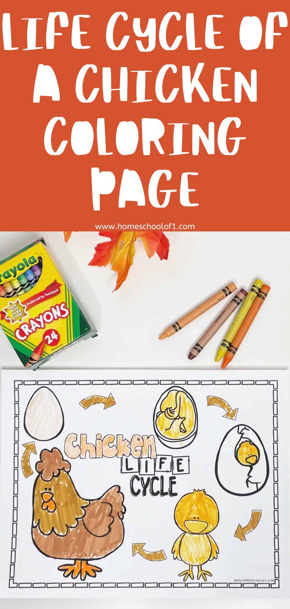 Free Chicken Life Cycle Coloring Page