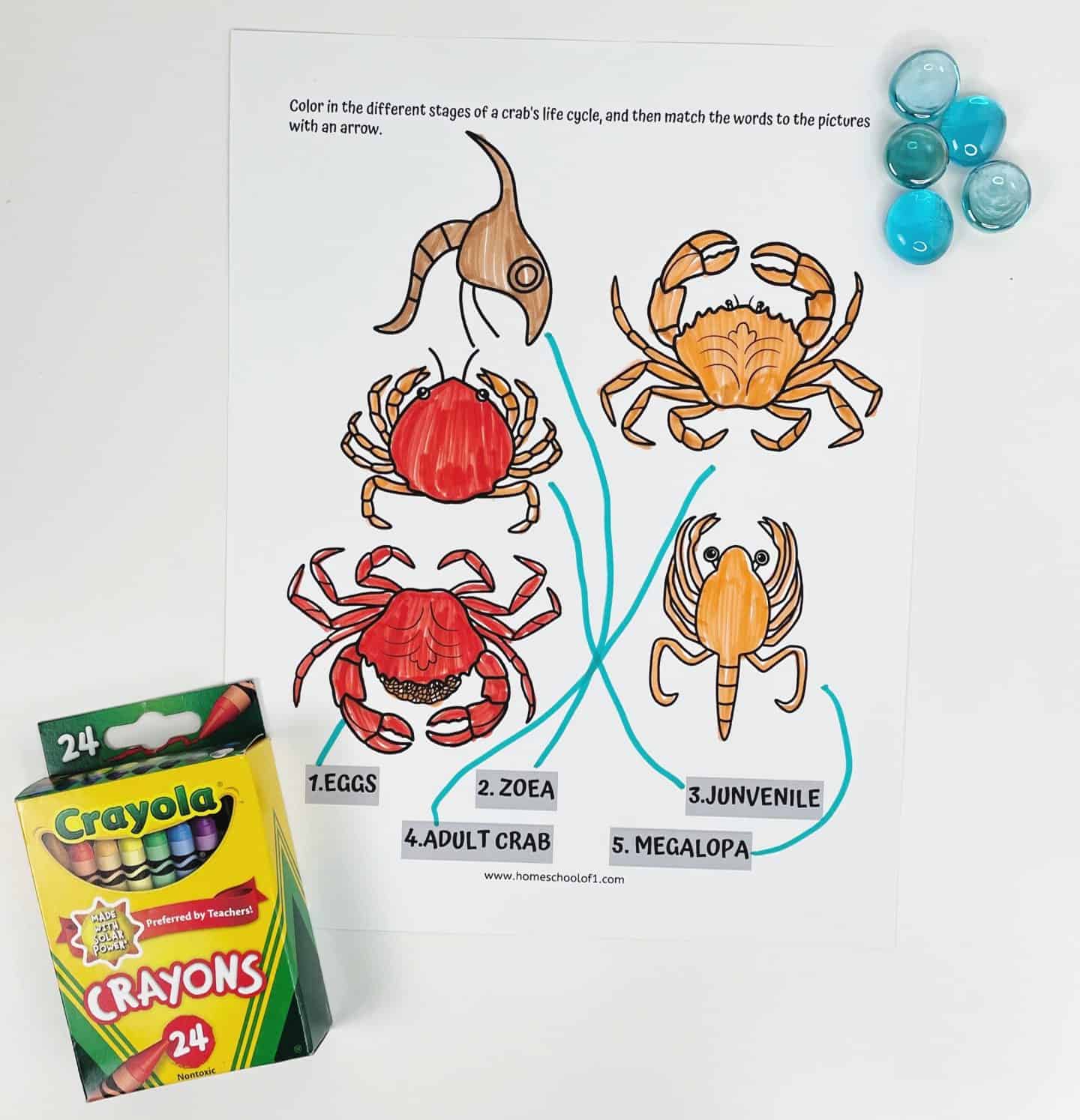 Crab life cycle coloring and matching worksheet for kids, featuring five illustrated stages—eggs, zoea, juvenile, megalopa, and adult crab—with arrows linking names to images and a box of crayons beside the page.