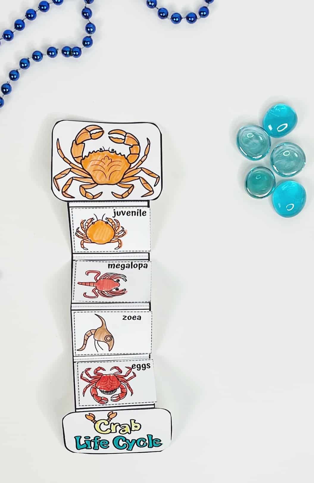 Crab life cycle flipbook craft for kids, showing five illustrated stages—eggs, zoea, megalopa, juvenile, and adult crab—stacked vertically with labeled sections, surrounded by blue beads and teal glass pebbles.