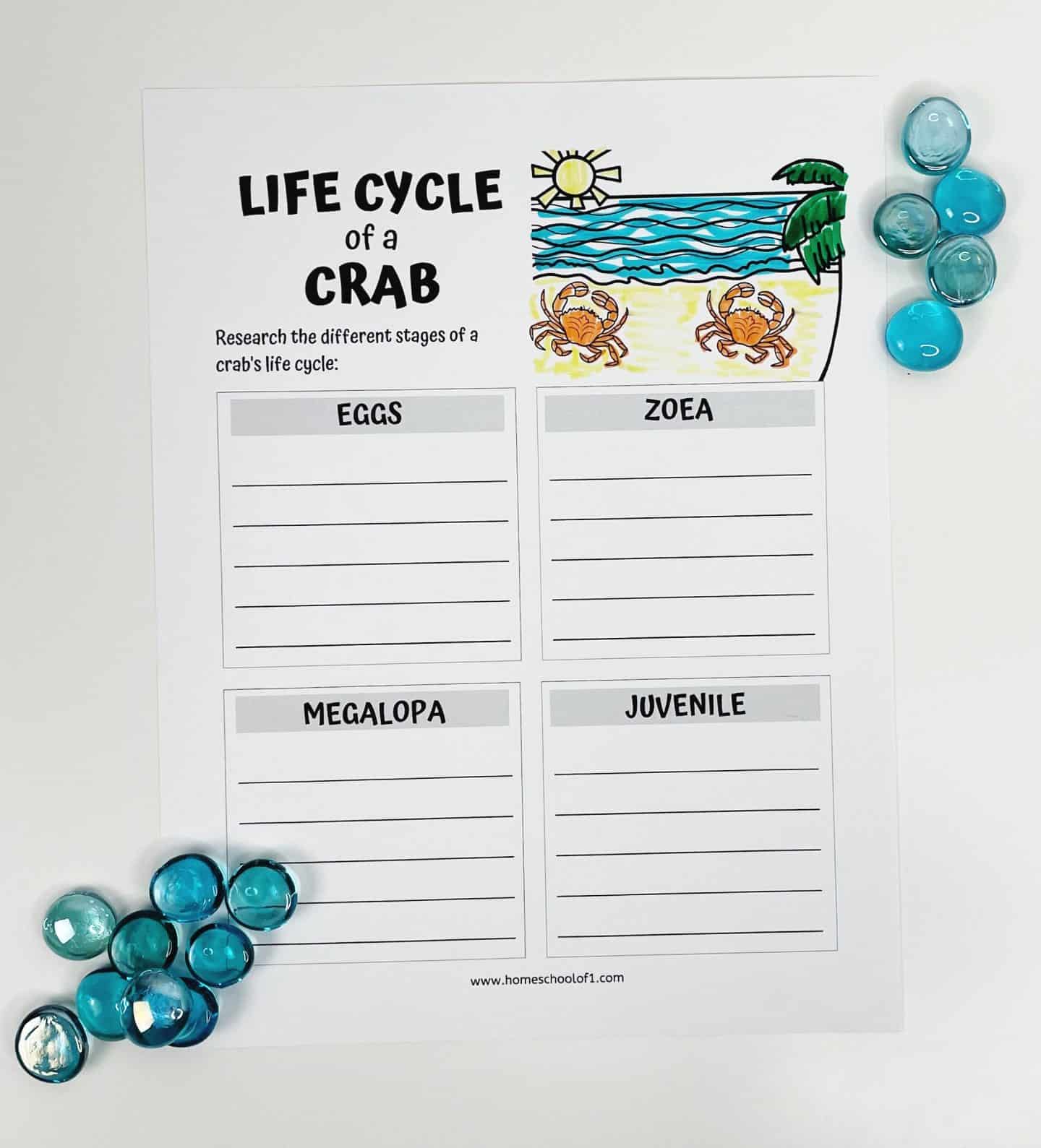 Crab life cycle worksheet with four labeled sections—eggs, zoea, megalopa, and juvenile—for students to research and write about each stage, decorated with a beach scene illustration and surrounded by blue glass pebbles.