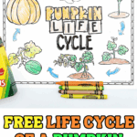 Completed pumpkin life cycle coloring page with crayons and fall leaves, showing each stage from seed to pumpkin.