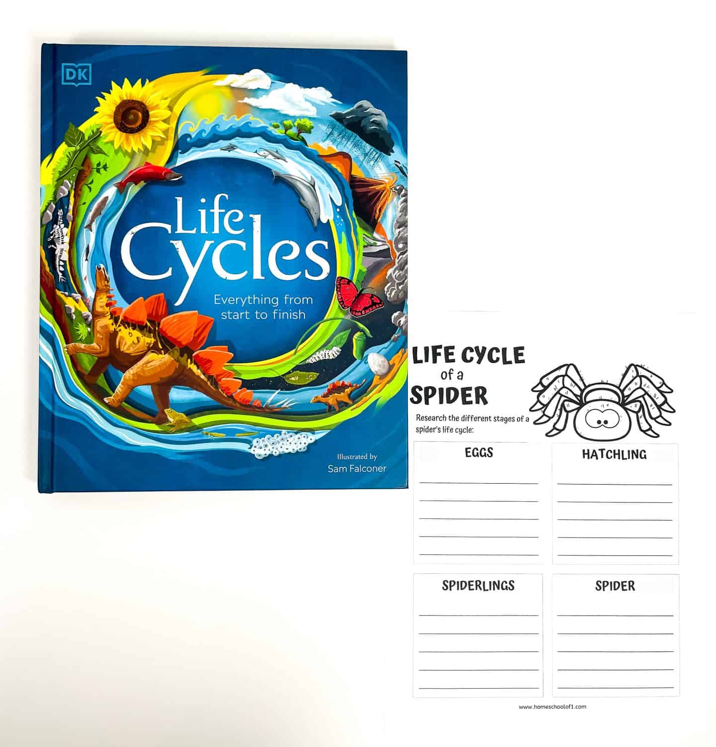 Spider life cycle worksheet placed next to a colorful “Life Cycles” reference book, with sections for students to research and write about the four main stages of a spider’s life: eggs, hatchling, spiderlings, and adult spider.