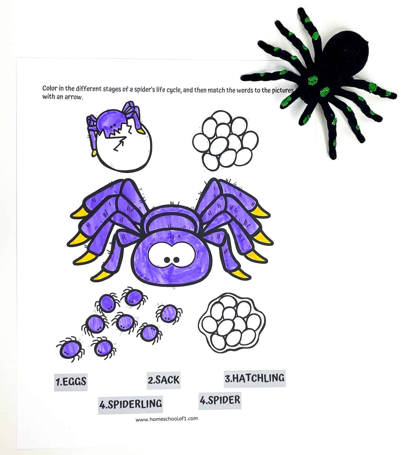 Colorful spider life cycle worksheet showing a sequence of labeled illustrations—eggs, egg sack, hatchling, spiderlings, and adult spider—with a matching activity and toy spider prop, ideal for early science education and spider-themed learning.