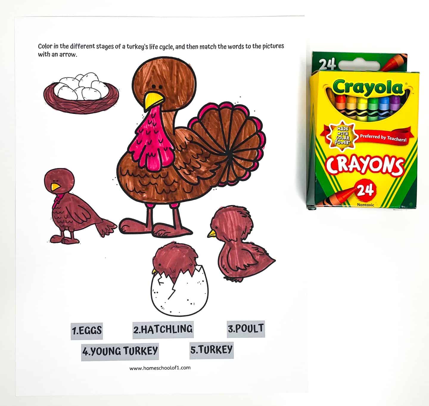 life cycle of a turkey coloring page free