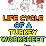 Life cycle of a turkey worksheets showing spinner wheel, opinion writing page, research prompts, and coloring activities for kids.