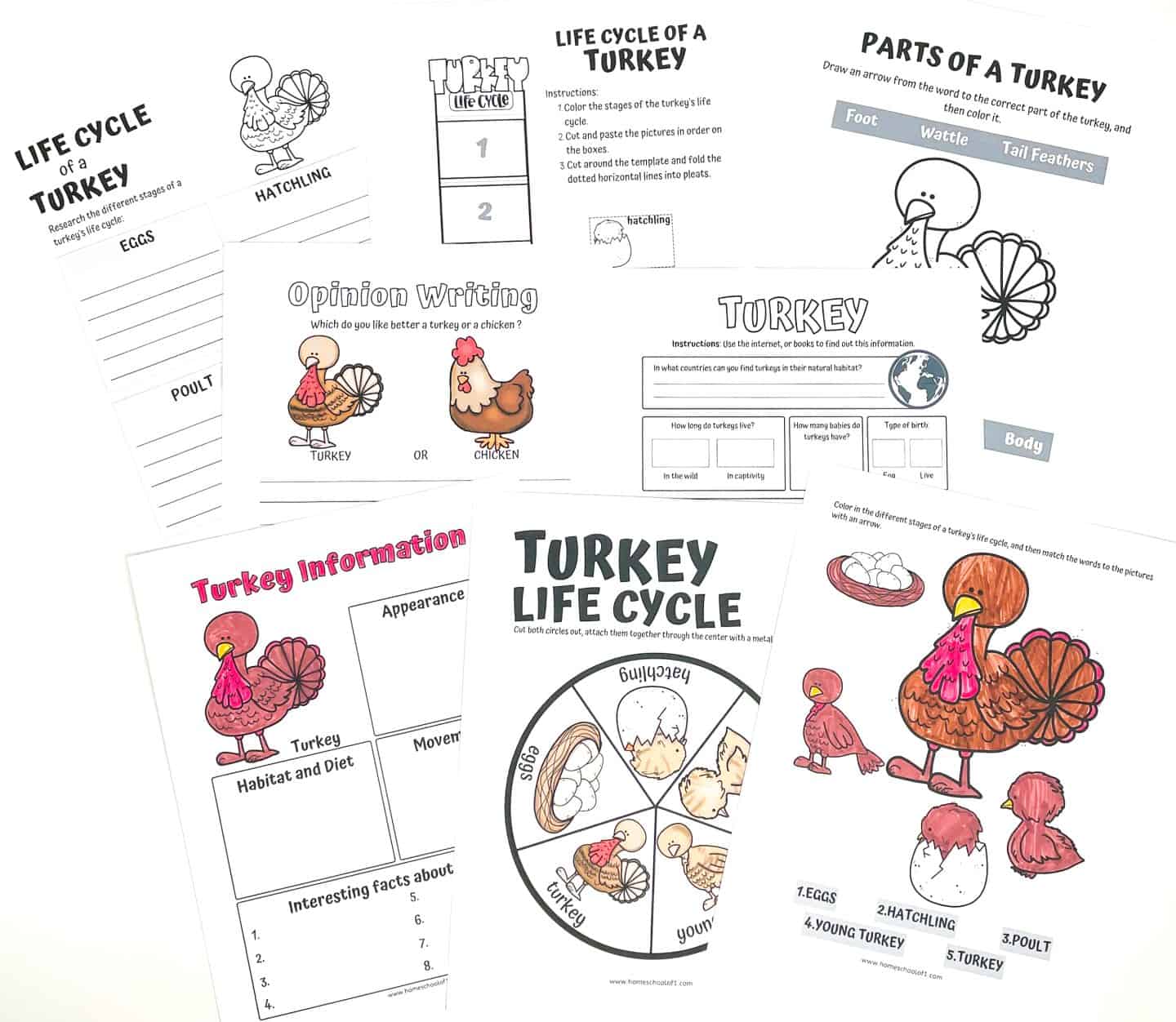 life cycle of a turkey worksheets