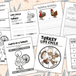 Printable turkey life cycle worksheets pack with science, labeling, writing, and coloring pages for kids; perfect for Thanksgiving learning.