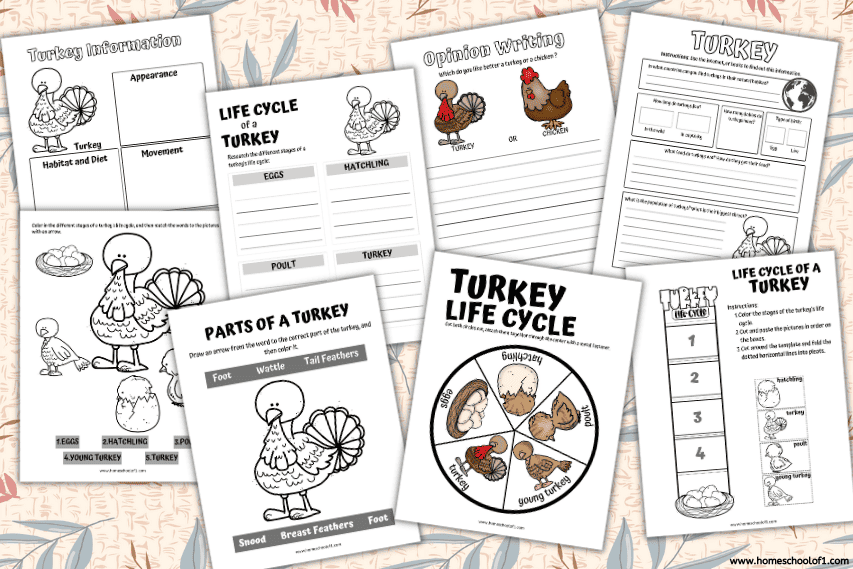 life cycle of a turkey worksheets