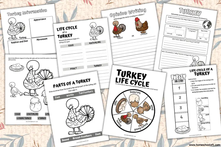 Free Life Cycle of a Turkey Worksheet