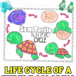 Colored sea turtle life cycle worksheet showing stages from egg to adult turtle, with red arrows and the title “Sea Turtle Life Cycle.”