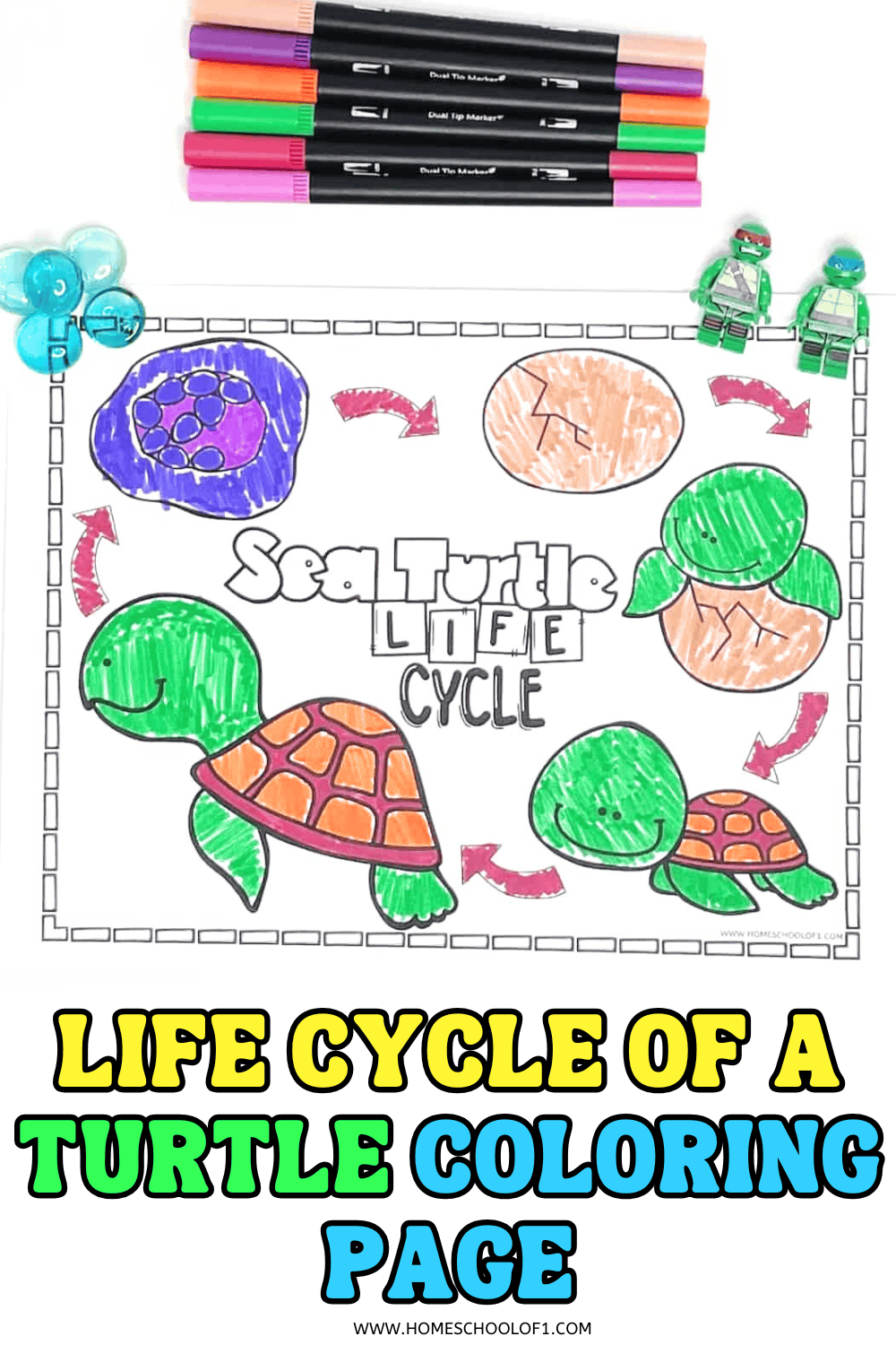 Colored sea turtle life cycle worksheet showing stages from egg to adult turtle, with red arrows and the title “Sea Turtle Life Cycle.”